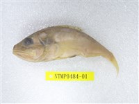 藏品(囊頭鮋)的圖片